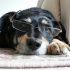 【夢占い】犬が出てきたときは男性を意味する?!吉なの凶なの?